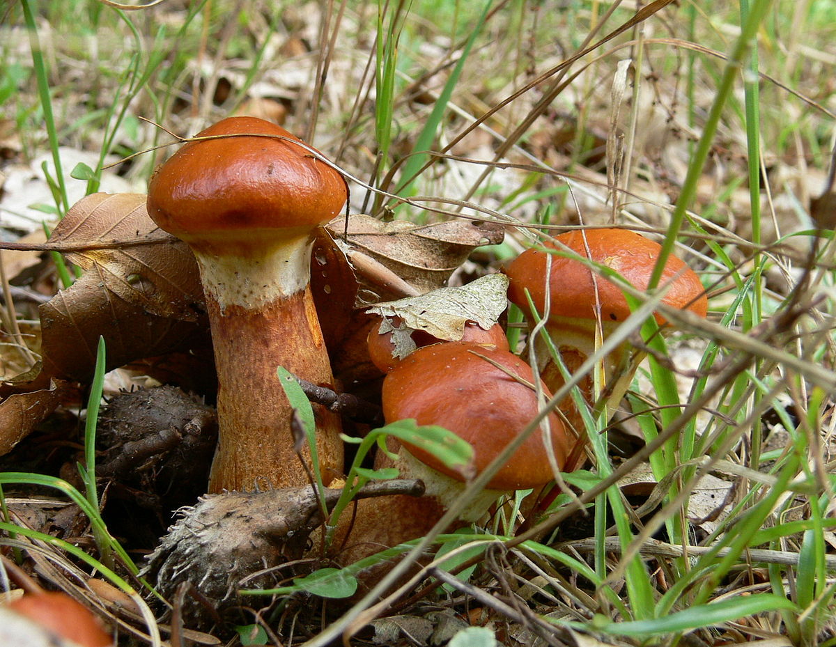 Pilze