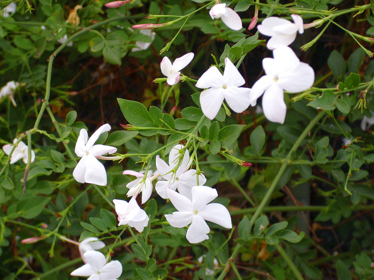 Jasmine est authentique