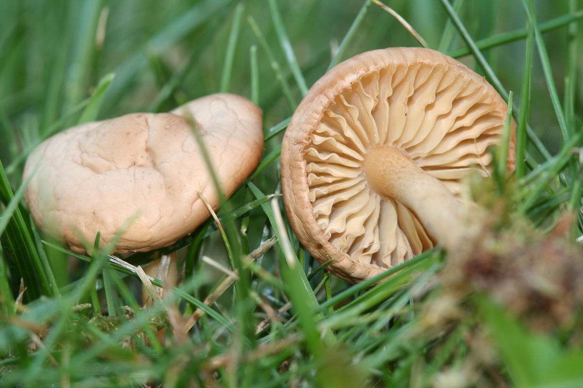 champignon miel de prairie