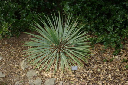 Yucca