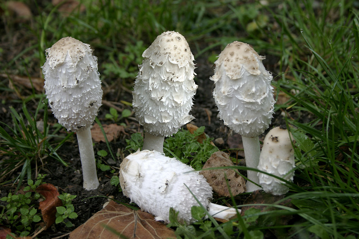 Mistkäferpilz