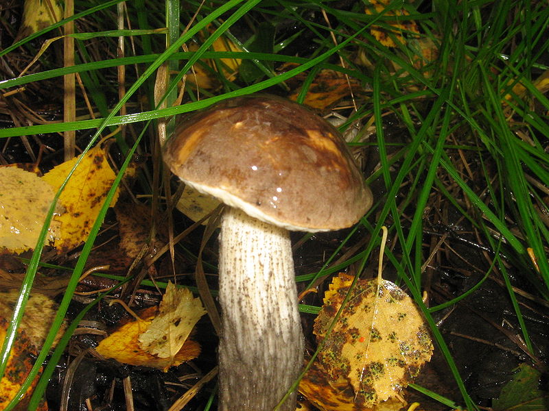 Funghi porcini
