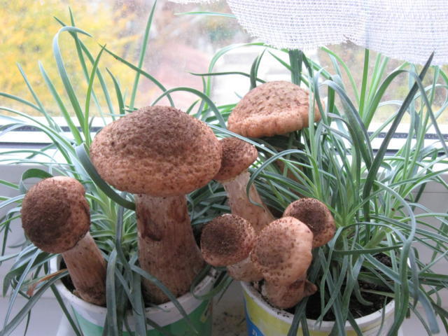 Champignons en pots de fleurs