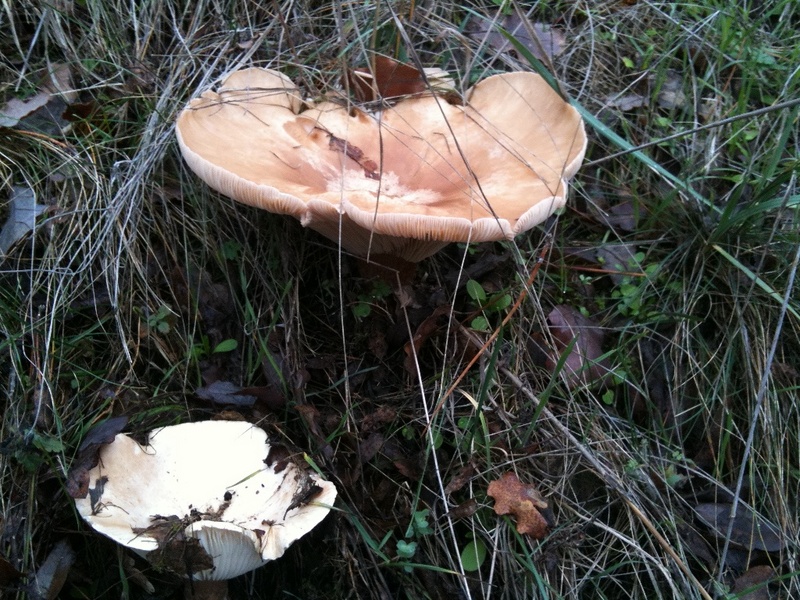 champignon de montagne