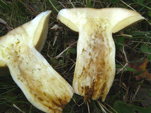 Wurmpilz