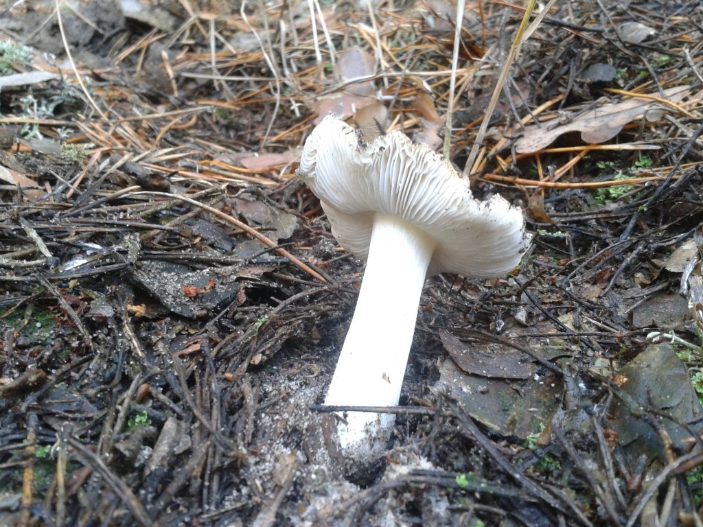 Graue Eberesche