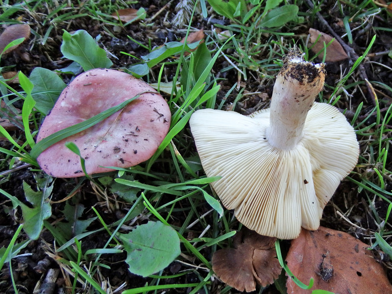 Cochon blanc géant