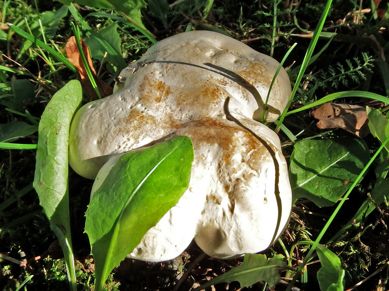 Cochon blanc
