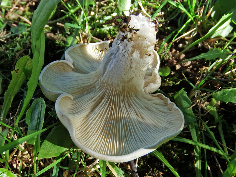 Cochon blanc