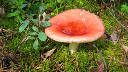 Pilz