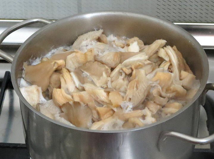 Austernpilze