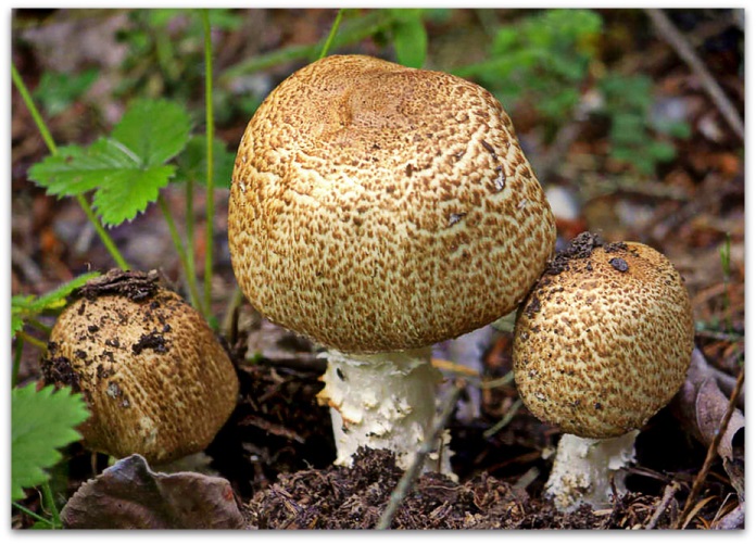 Σκούρα κλίμακα Champignon
