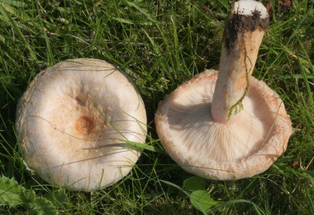 Papillon blanc
