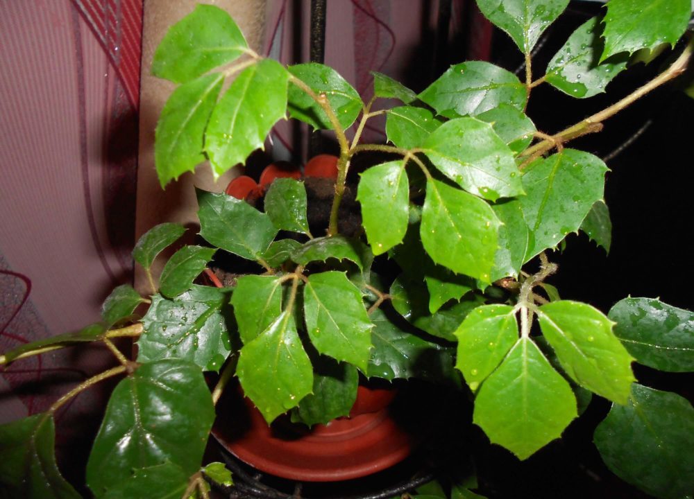 Cissus