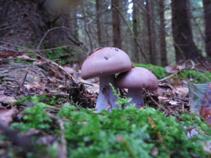 Champignons