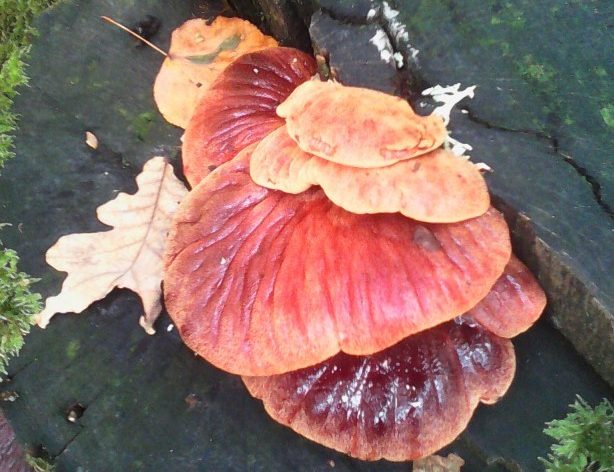Lieux de culture des champignons