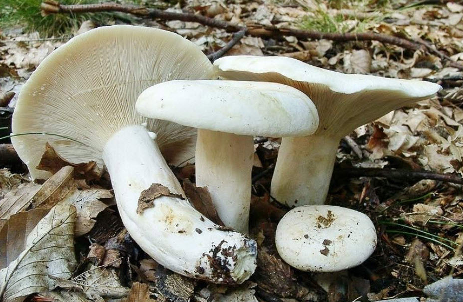 Champignons au lait poivrés