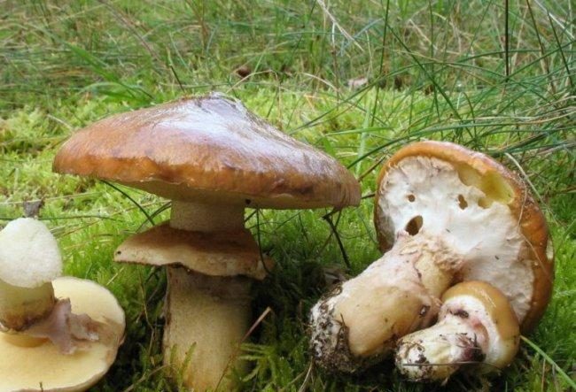 Schmetterlinge
