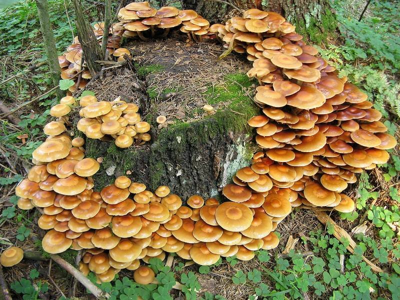 champignons miel
