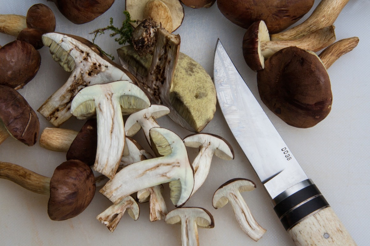 Weißer Champignon