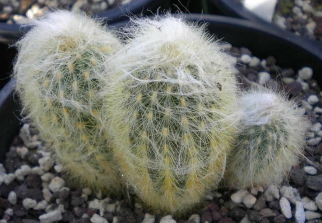 Espostoa wollig