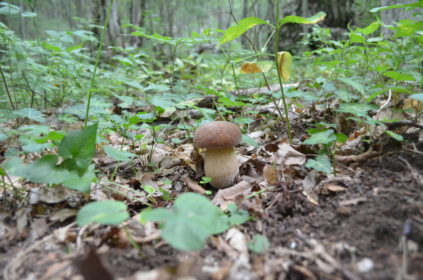 Champignons