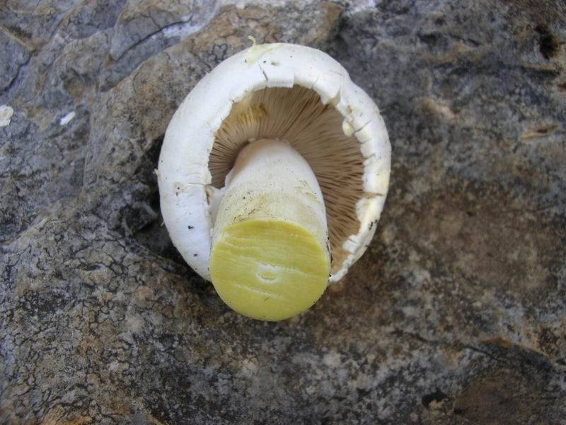 Champignons