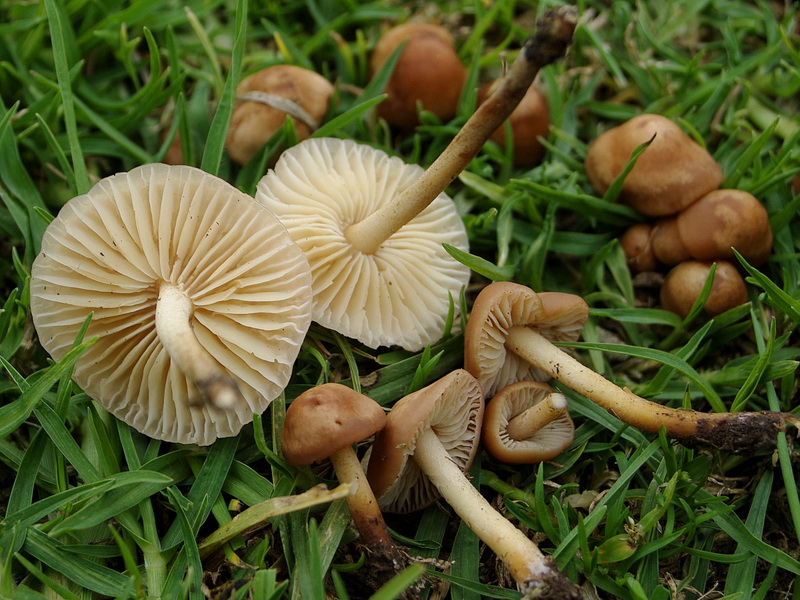 funghi chiodini