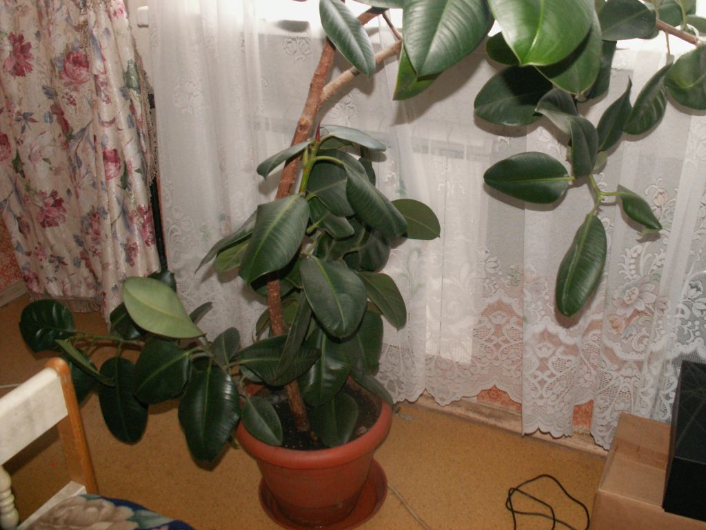 Ficus
