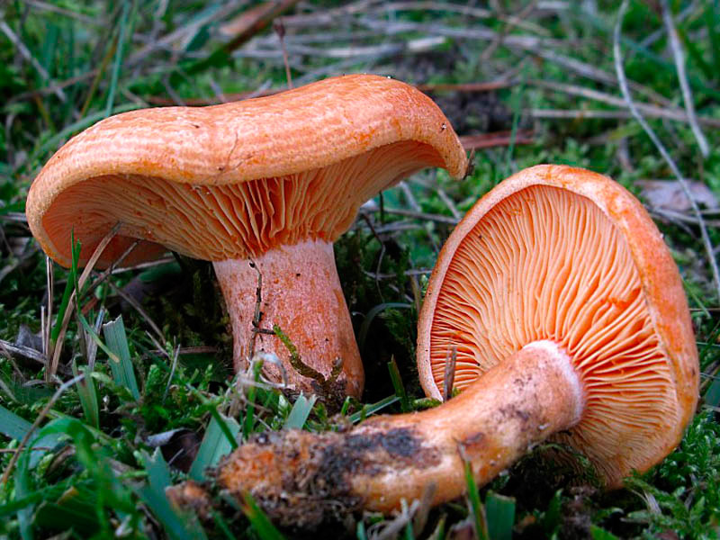 Chanterelles