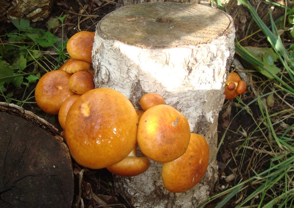 Pilze