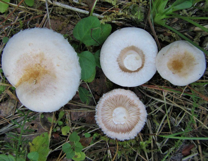 Papillon blanc