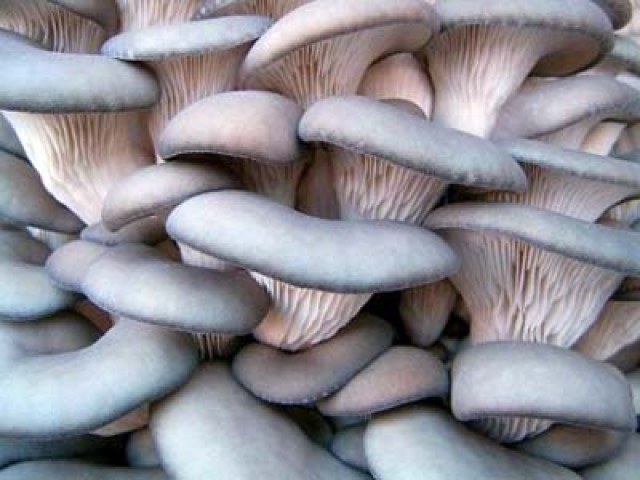 Austernpilz