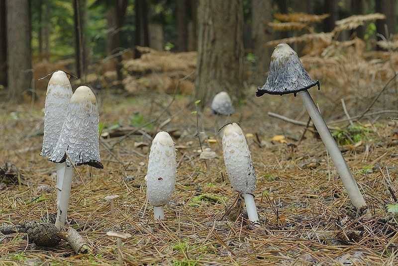 Mistkäferpilz