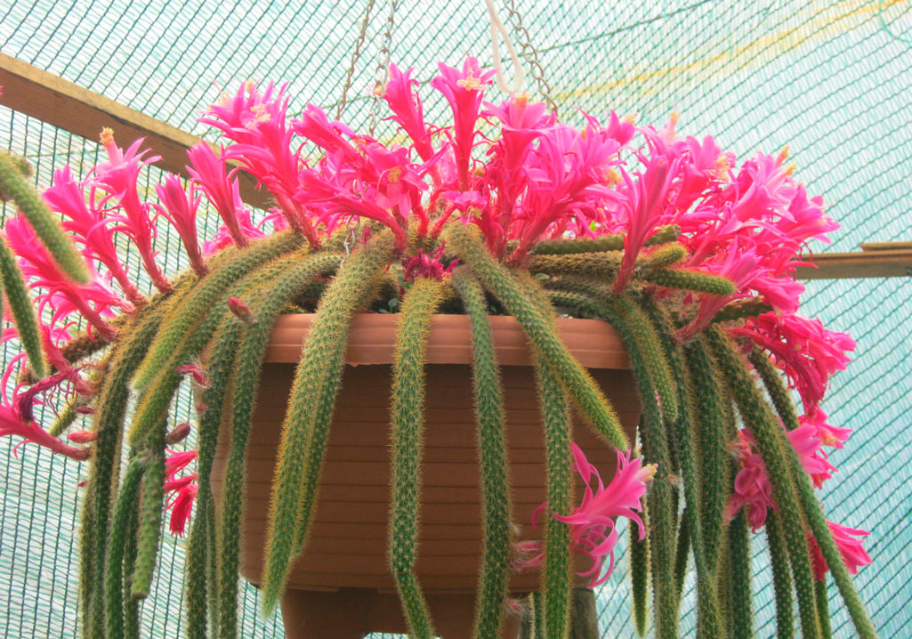 Mimosa di Aporocactus