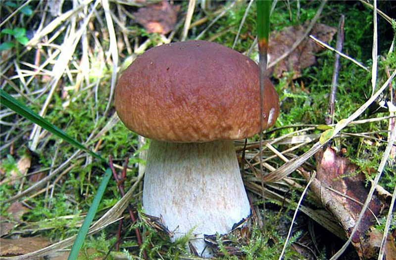 Weißer Champignon