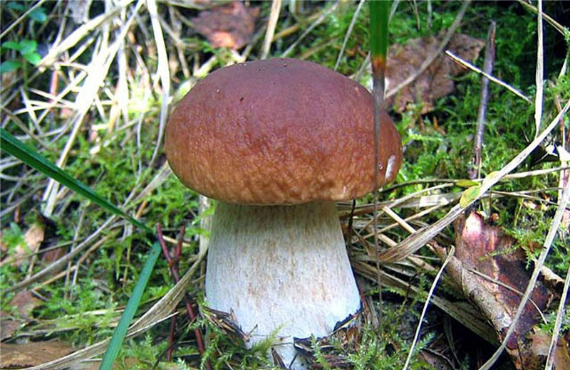 Champignon blanc