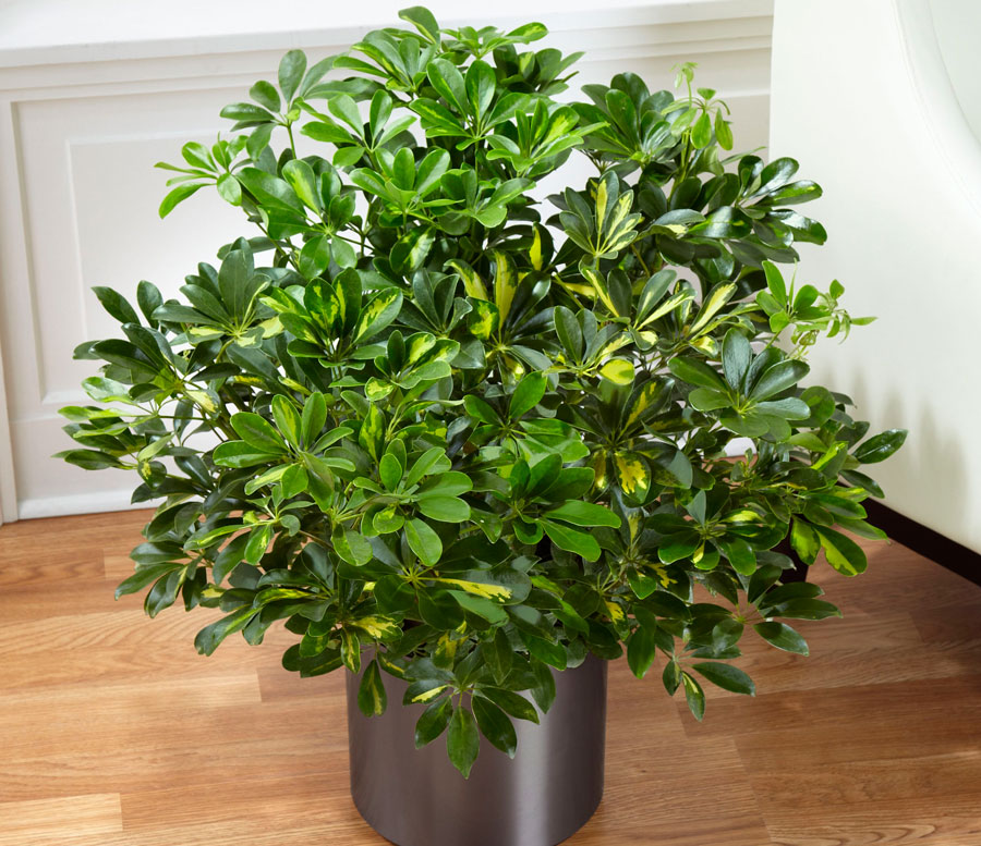 Schefflera