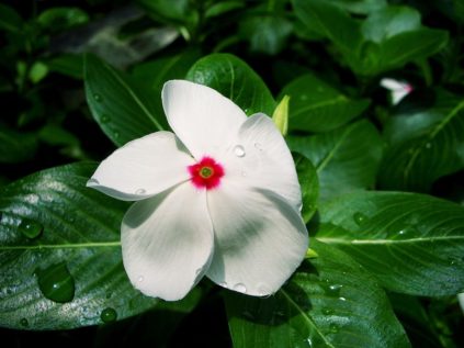 Plantes d'intérieur toxiques