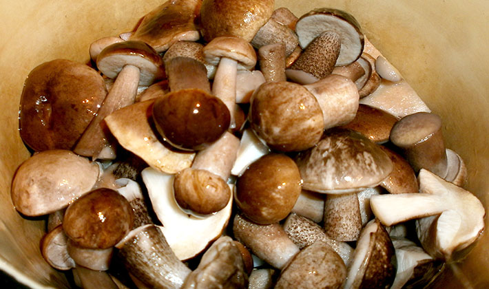 Weißer Champignon