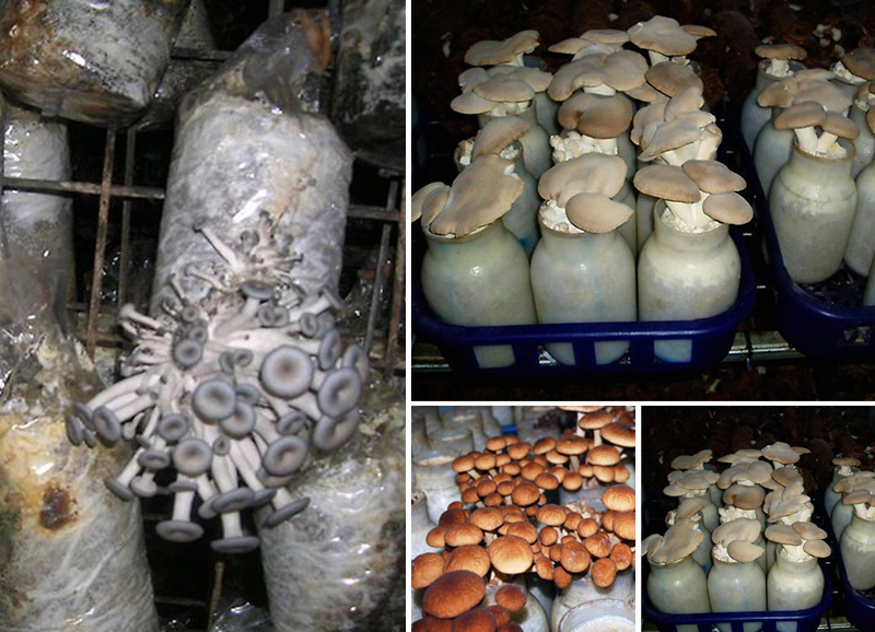 طرق زراعة الفطر