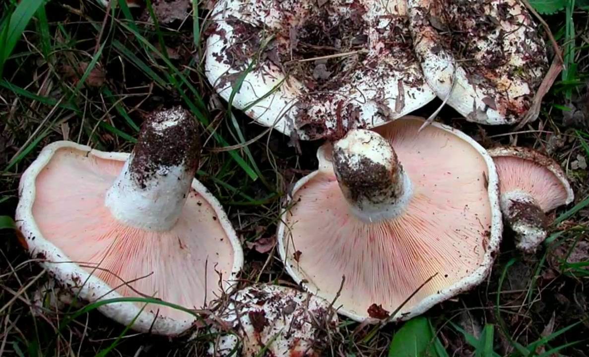 Papillon blanc