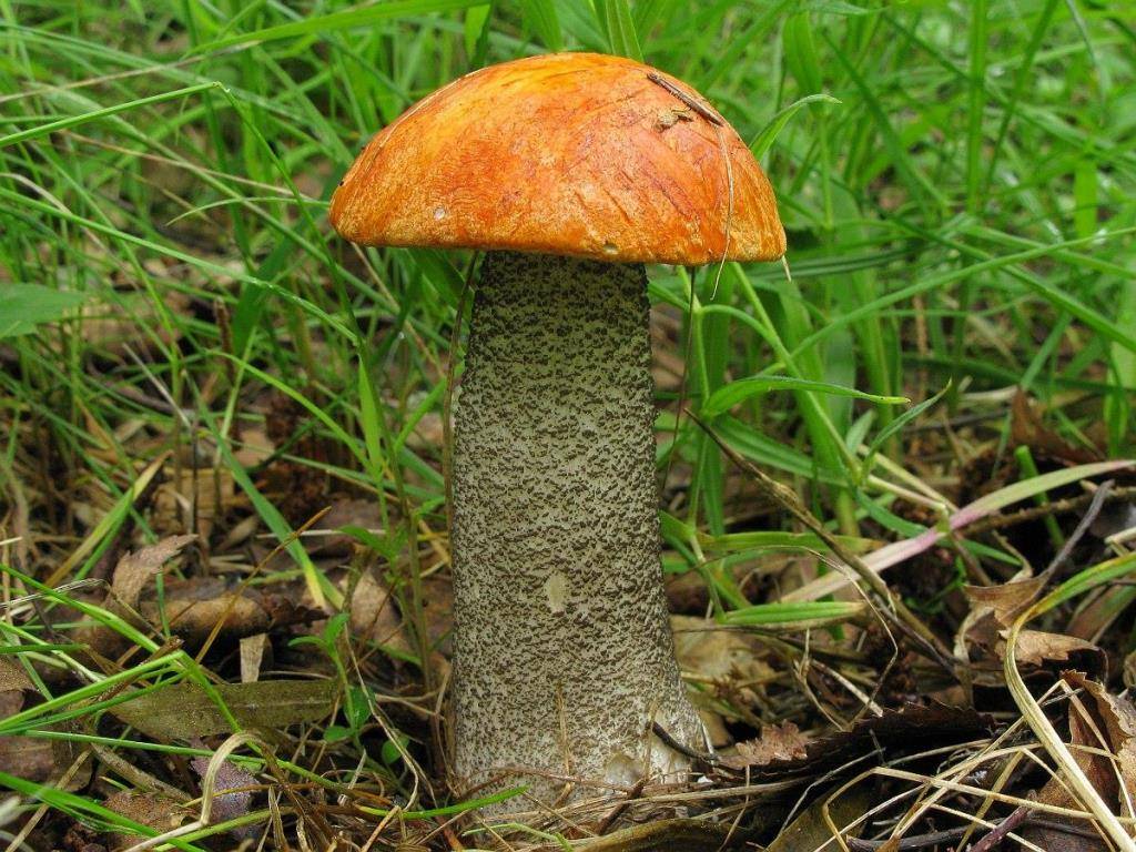 Espenpilz