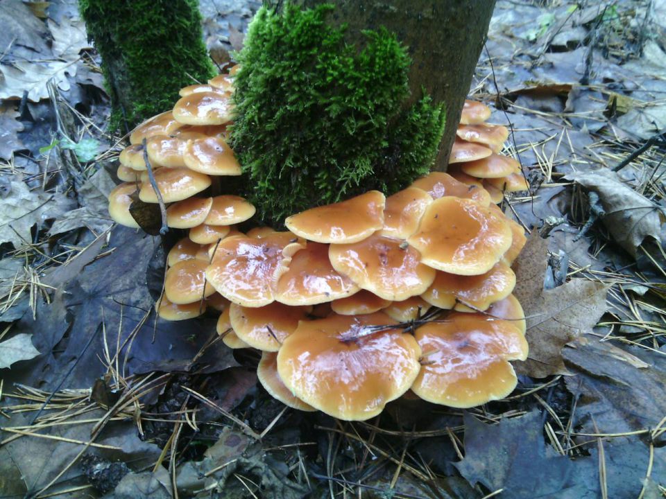 champignon miel d'hiver