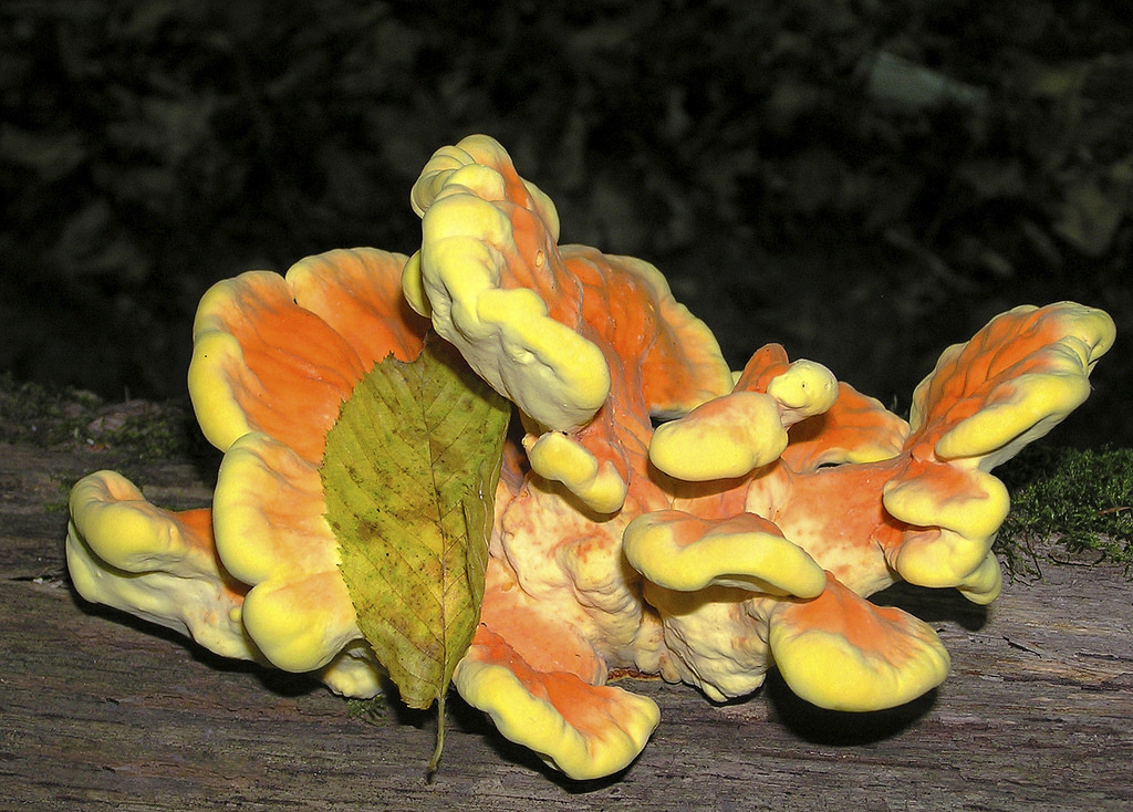 Schwefelgelber Zunderpilz