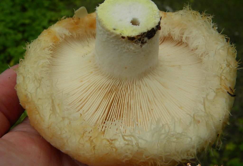 Milchpilze
