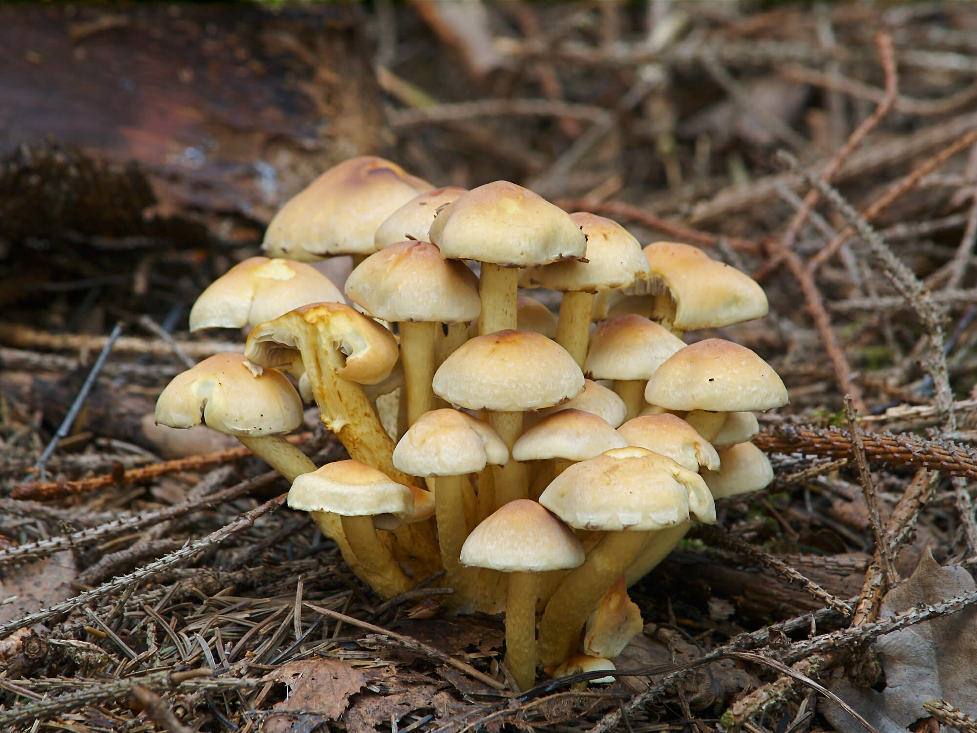champignon miel jaune soufre