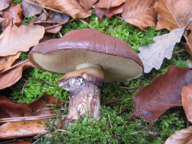 Pilze