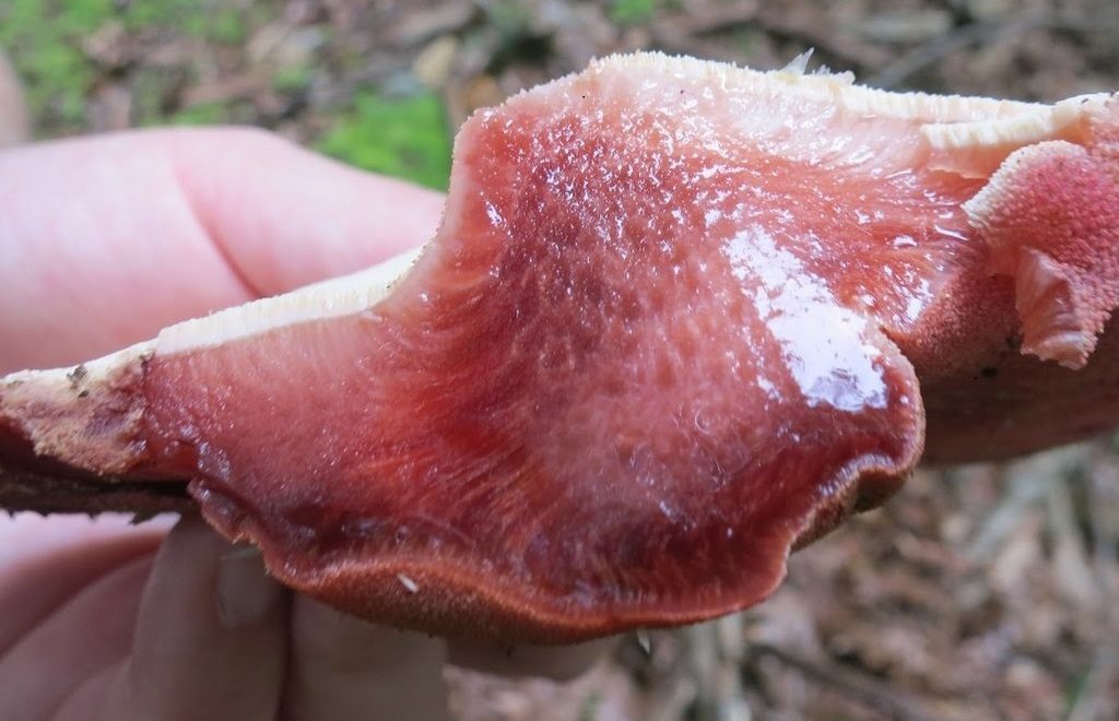 Champignons du foie