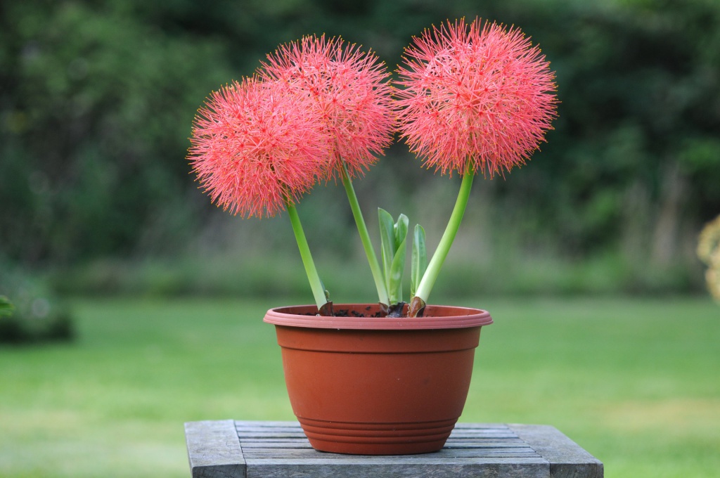 Haemanthus